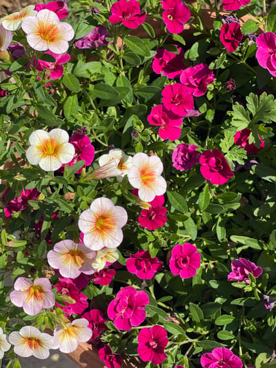 The image shows a close-up, overhead view of a potted plant overflowing with numerous bright pink and white flowers, accented with yellow and red centers. The flowers are trumpet-shaped with delicate, ruffled petals. Lush green foliage surrounds the blooms, creating a dense canopy. The scene appears to be outdoors, with dappled sunlight casting shadows. The location is specified as Tataraskaya Kargala, Russia. There are no people or animals visible in the frame. The overall impression is one of abundant natural beauty.