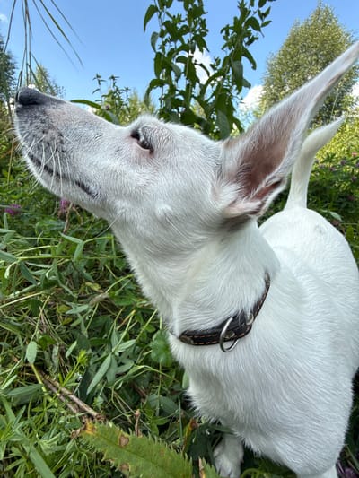 A white dog with large ears is sniffing the air in a patch of green foliage under a bright blue sky. The dog's head is tilted upwards and to the left, with its snout pointing towards the sky. Its eyes are closed, and its ears are perked up. A black collar with a silver ring is visible around the dog's neck. The background consists of various green plants and trees, with some purple flowers scattered throughout the foliage. The image appears to be taken outdoors in a natural setting. The specific location of Липовая I, Russia, is not discernible from the image itself.