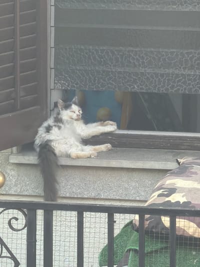 A medium shot captures a fluffy, multi-colored cat lounging on a stone ledge outside a window with horizontal blinds. The cat, with closed eyes, is in a relaxed pose, its front legs extended. A fluffy, dark-colored tail hangs down. The background shows the interior of a room, with a blue wall and yellow objects visible through the partially open window. The ledge is made of grey stone, and the window frame is dark brown. In the foreground, a black metal railing with an ornate scroll design is visible, behind which is a camouflage-patterned fabric and a green towel. The overall scene suggests a domestic outdoor setting in a city.