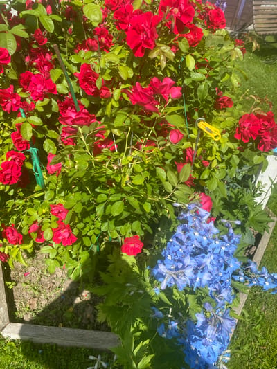 This image shows a close-up view of a garden bed filled with red roses and blue delphiniums. The plants are lush and in full bloom, with vibrant green leaves. The roses are a deep, rich red, and many are fully open, showcasing their layered petals. The delphiniums are a bright, sky blue, with tall, spiky flower stalks.
The garden bed appears to be raised, with wooden planks forming the border. The ground within the bed is a mix of soil and scattered green grass. To the left of the frame, a portion of a wooden bench or chair is visible, suggesting a seating area in the garden. The background consists of more green grass and the dappled sunlight indicates it is a sunny day. The scene is natural and peaceful, evoking a sense of summer beauty. The flowers are the primary subjects, arranged in a way that highlights their contrasting colors and forms. There is a yellow clip attached to a stem of the red roses, which is likely used for support or training the plant. The overall impression is one of a well-maintained and vibrant garden.