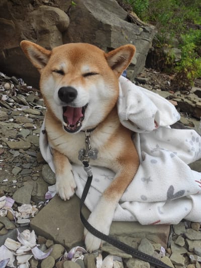A Shiba Inu dog is wrapped in a white blanket patterned with gray and red designs. The dog is lying on a rocky shore, with shells scattered among the stones. The dog is yawning with its mouth wide open, revealing its tongue and teeth. Its eyes are closed, and its ears are perked up. A black collar with a bone-shaped tag is around its neck. The background consists of large rocks and green foliage. The location is identified as the city of Russky, Russia.