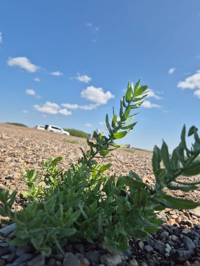 The image depicts a low-angle view of green vegetation growing amongst pebbles and gravel. The background features a clear blue sky with scattered white clouds. Several white vehicles are visible in the distance, parked on a dirt or gravel surface. The environment appears to be a rural or undeveloped area, possibly on the outskirts of a settlement. The specific location of Новоишим ауылдық округі, Kazakhstan, is implied by the context but not visually confirmed within the frame. There are no people visible in the image.