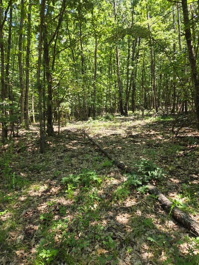 The image depicts a sun-dappled forest floor covered in fallen leaves and green undergrowth. Tall trees with dense green foliage form a canopy overhead, allowing shafts of sunlight to penetrate the scene. A fallen log lies across the ground in the foreground. The environment suggests a natural, wooded area. This location is identified as being within the city of Kaleytsa, Bulgaria. There are no people or discernible actions or interactions visible in the image.