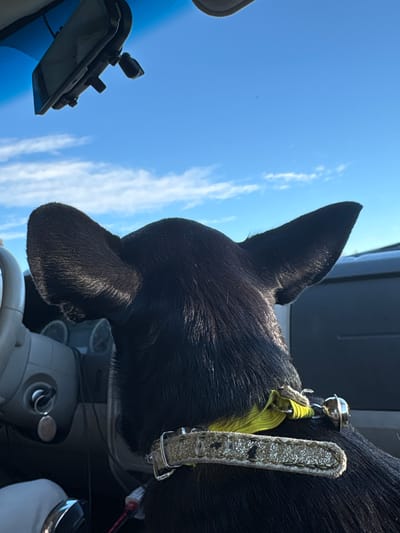 This is a close-up, eye-level, outdoor, medium shot of the back of a black dog's head and shoulders, seen from behind, as it sits in the passenger seat of a vehicle, facing forward. The dog has large, erect ears. It wears a yellow and white collar adorned with glitter and a small silver bell. The dog's head is tilted slightly upwards, looking towards the bright blue sky, which is partially obscured by thin, wispy white clouds. The top of the vehicle's windshield is visible, with a rearview mirror mounted above it. The interior of the car, including the steering wheel and dashboard, is visible to the left of the dog. The lighting suggests it is daytime, with sunlight illuminating the scene. The location is not identifiable as Островское, Russia, or any other specific city.