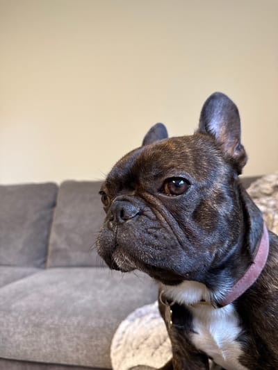 A close-up shot shows a brindle French Bulldog resting on a grey upholstered surface, likely a sofa or chair. The dog has a pink collar. The background is a light beige wall. The photo provides no indication of the location in Anchorage, United States of America.