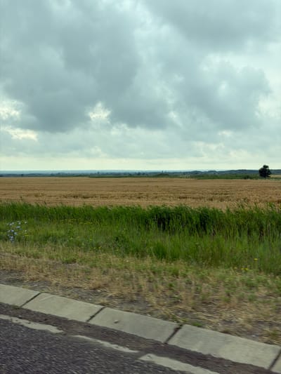 The image depicts a vast, golden wheat field under a heavy, overcast sky. The foreground features a strip of green grass and some scattered small blue and yellow wildflowers, bordered by a concrete curb and a textured asphalt surface, suggesting a roadside view. In the distance, the horizon is lined with a dark band of trees, with a single dark tree standing to the right of the frame. The overall impression is of a rural landscape in Russia, specifically the city of Barsukovskaya, under a brooding sky.