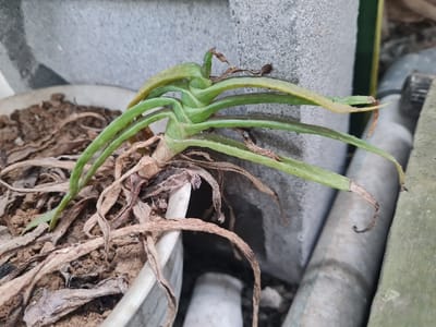 A wilting, potted plant displays signs of distress. Its elongated, green leaves exhibit yellowing tips and browning spots. The plant is situated next to a gray concrete block wall and gray pipes, adding to a general sense of neglect. The soil in the pot is dry and strewn with withered, brown leaves, suggesting insufficient watering or care. The overall impression is one of a struggling plant in need of attention.
