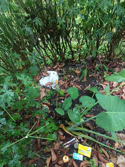 The image displays an outdoor ground-level scene in Limbangan Sari, Indonesia, characterized by overgrown vegetation and scattered refuse. The ground consists of dark soil, visibly moist in areas, and is largely covered by a dense layer of dry, brown leaves. Various green plants occupy the frame, including several large-leafed plants resembling taro in the mid-right, and numerous shrubs with multi-lobed green leaves, possibly from papaya plants, forming a dense background.
Scattered across the foreground and midground are several items of litter. These include a crumpled white plastic bag or wrapper, containing some yellowish residue, positioned near the center-left. To the lower right, multiple empty food wrappers are visible: several brown rectangular wrappers, two bright yellow rectangular wrappers, and one light blue rectangular wrapper. Additionally, a discarded, partially consumed or decaying light-colored fruit, possibly an apple, rests on the ground among the leaves. Small white cylindrical objects, consistent with cigarette butts, are also present. No individuals, actions, or direct interactions are depicted in the scene. The environment appears unmaintained, suggesting an area where waste has been casually discarded.