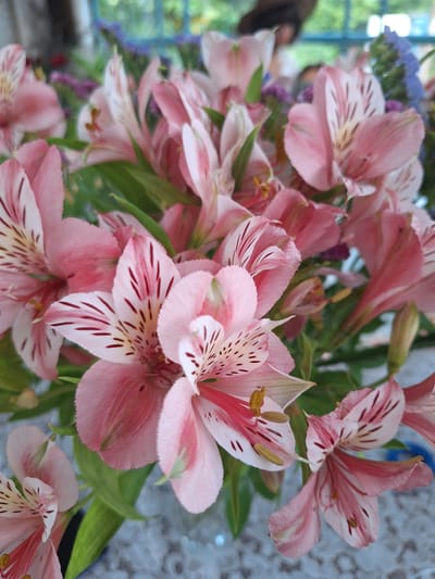 A close-up, eye-level shot features a bouquet of alstroemeria flowers, commonly known as Peruvian lilies. The flowers are primarily a soft pink hue with delicate white streaks and darker pink or maroon markings on their inner petals. Some of the flowers are in full bloom, revealing their intricate details, while others are partially open or in bud form. Green leaves and stems are interspersed among the blooms. In the background, a blurry outdoor scene is visible, suggesting an environment with natural light and possibly some greenery. The overall impression is one of a vibrant and natural setting. The image does not contain any identifiable landmarks or elements that would specifically place it in the city of Nabran, Azerbaijan.