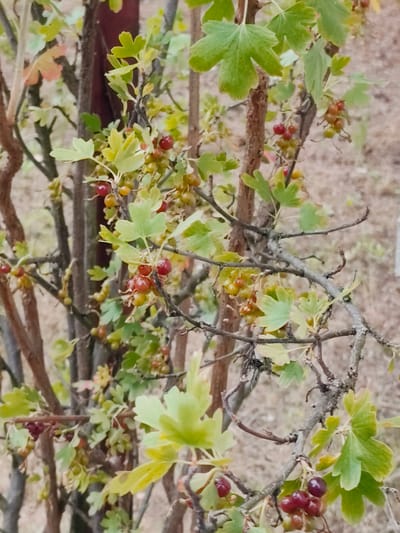 A close-up, slightly out-of-focus, vertical shot captures a bush with clusters of red and green berries and light green leaves. The berries are small and round, some appearing to be unripe green, while others are reddish-purple and ripe. The leaves are lobed and have a slightly serrated edge, typical of a currant or gooseberry bush. Thin, brown branches intertwine, supporting the leaves and fruit. The background is a blurred, earthy brown, suggesting a natural outdoor setting. There are no people visible in the image. The overall impression is of a garden or natural growth, potentially in Przeźmierowo, Poland, given the location context.