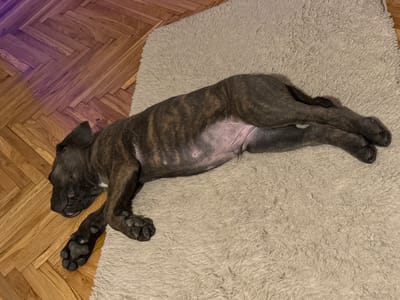 An all-seeing eye perspective shot shows a brindle-colored puppy sleeping on a light beige shag rug. The rug is positioned on a parquet floor in a herringbone pattern. The puppy's body is stretched out on its side, facing left. Its head is resting on its paws, with its eyes closed and its tongue slightly visible. The puppy's fur is dark brown with lighter brown stripes. Its belly is exposed, revealing light pink skin. The floor is made of polished wooden planks, and a faint purple light is visible in the upper left corner of the image, casting a slight glow on the floor. The scene is indoors, likely in a residential setting, and no specific location in Apatin Municipality, Serbia can be identified from the image.