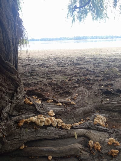 A cluster of small, pale-yellow mushrooms grows on the gnarled, exposed roots of a large tree. The tree trunk, textured with deep grooves, dominates the left side of the frame. The ground around the tree is uneven and muddy, with scattered leaves and twigs. In the background, a body of water stretches horizontally, bordered by a distant treeline under a bright, hazy sky. The scene appears to be a natural outdoor setting, potentially near a lake or river. No people are present. The image was captured in Калыс-Ордо жаңы курулушу, Kyrgyzstan.