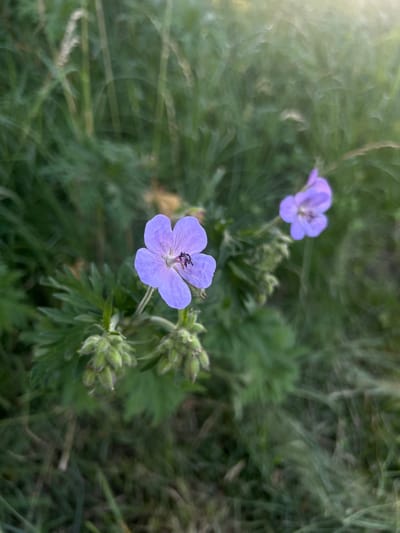 A close-up, high-angle shot captures two delicate purple flowers with five petals each, set against a backdrop of lush green foliage and grass. The flower in the foreground is in sharp focus, revealing intricate details of its delicate veins and dark stamens at its center. A tiny black insect, possibly a fly, is visible resting on one of its petals. To the right of this flower, a cluster of unopened green buds points upwards, hinting at future blooms.
A second, slightly smaller purple flower is visible in the upper left quadrant of the image, out of focus, adding depth to the scene. The background is a soft blur of green, with hints of sunlight creating a gentle bokeh effect in the upper left corner, suggesting it might be early morning or late afternoon. The setting appears to be a natural, outdoor environment, possibly a meadow or garden, given the presence of wild flowers and grass. The overall mood is serene and natural, highlighting the beauty of simple flora in its natural habitat. No text is visible in the image. The location context provided is Rotmanka, Poland.