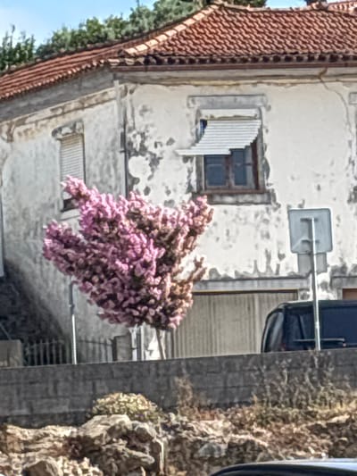 The image depicts a street scene in São João da Madeira, Portugal, on a sunny day. In the foreground, a stone wall runs horizontally, with a rocky, overgrown area behind it. A flowering tree with abundant pink blossoms dominates the mid-ground, positioned to the left of a building. The building itself is weathered, with white walls showing patches of discolored render, and a red-tiled roof. A dark-colored vehicle is partially visible behind the wall, and a grey traffic sign is mounted on a pole to the right of the flowering tree. The sky above is blue with some scattered clouds, and green trees are visible along the top of the building.