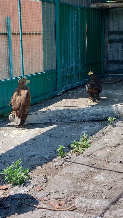 Two eagles are standing on a concrete surface. The eagle on the left is facing to the left and is mostly brown with white tail feathers. The eagle on the right is facing forward and is dark brown with a yellow beak. They are in an enclosure with a green metal fence behind them. The fence has vertical corrugated metal panels. To the left of the fence is a mesh fence with a tan wall behind it. The ground is rough and cracked concrete with patches of green vegetation growing through. There is a large, rough log lying horizontally in the middle of the image. The scene appears to be outdoors in daylight, with shadows cast by the birds and the log. The location is identified as Sokoch, Russia.