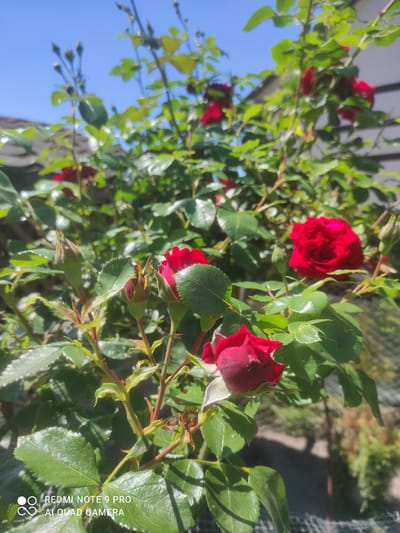 A close-up, low-angle shot captures a vibrant red rose bush in bloom, set against a clear blue sky. The rose bush is lush with green leaves and several red roses and buds. The sunlight highlights the glossy texture of the leaves and the deep red petals. In the background, a blurred view shows a building with white siding and a grey roof, possibly a house. A chain-link fence is visible in the lower right corner, and the ground is out of focus. The image's metadata indicates it was taken in Hirnyk, Ukraine.