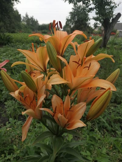 The image shows a close-up of several orange lilies in bloom, set against a blurred background of greenery and trees. The lilies are the primary focus, with their petals unfurled and stamens visible. Some buds are also present, showing the characteristic green casing. The background suggests an outdoor, possibly rural setting, with elements of vegetation, a tree trunk, and a hint of a structure in the distance that could be a house or shed. The lighting appears to be overcast or diffused, indicating a cloudy day. The scene is static and depicts a natural, floral subject. The location is identified as Riecica Village Council, Belarus.