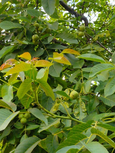 This media file captures a close-up view of a walnut tree in Zrenjanin, Serbia. The primary subjects are the green walnuts and lush foliage of the tree. The image focuses on clusters of unripe walnuts, some appearing in groups of two or three, while others are single. The leaves are a vibrant green, with some showing yellowing or spotting, possibly indicating the time of year or a natural process. The sunlight filters through the dense canopy, suggesting it's daytime, likely late morning or afternoon, with no clear indication of specific weather conditions.
The scene is set outdoors, likely in a garden, orchard, or natural environment where walnut trees are cultivated. The texture of the leaves, with their prominent veins, and the rough bark of the branches are visible. The composition emphasizes the natural growth of the tree and its fruit. There are no people present in the image, and no discernible text. The overall impression is one of natural abundance and the quiet growth of the tree. The image serves as a visual record of the tree's state at a particular moment, highlighting the developing fruit and the characteristics of its leaves and branches.