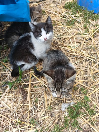Four kittens are on a bed of dry straw and some green vegetation. A blue tarp is visible in the upper left corner. One kitten, black and white, is in the center foreground, looking forward. To its right, a tabby kitten is facing away from the camera, with its head down. Behind the black and white kitten and to the left, another tabby kitten is partially visible, peeking from behind the blue tarp. A fourth kitten, mostly obscured, is behind the black and white kitten and to the left. The scene appears to be outdoors. There is no information to suggest this scene is located in Kamenno-Angarsk, Russia.