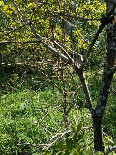 A close-up, eye-level shot captures a dense, sun-dappled thicket with a focus on the interwoven branches of trees. In the foreground, a thick, gnarled tree trunk is partially visible on the right, its bark textured and adorned with lichen. The branches of this tree, along with others in the midground, create a complex, lacy pattern against a backdrop of lush green foliage and grasses. Two small, purple flowers are visible in the midground, adding a touch of color to the otherwise green and brown scene. The overall impression is one of untamed nature, likely a park or overgrown garden, given the presence of what appear to be cultivated flowers amongst the wilder vegetation. The lighting suggests it is a bright, sunny day, casting dappled shadows and highlighting the vibrant greens of the leaves. The scene is devoid of any human presence or activity.