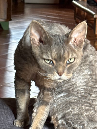This is a close-up, portrait-style photograph of a grey tabby cat. The cat's fur is curly, indicative of a breed like a Devon Rex or Cornish Rex. It is lying on its side, with its head turned towards the camera, looking directly at the viewer. The cat has green eyes and a pink nose. The background is blurred, but appears to be an indoor setting, possibly a room with wooden furniture and a textured surface beneath the cat. There are no people visible, nor any text. The lighting suggests it could be daytime, but the precise time of day or weather conditions are not discernible. The cat's expression appears calm and alert.