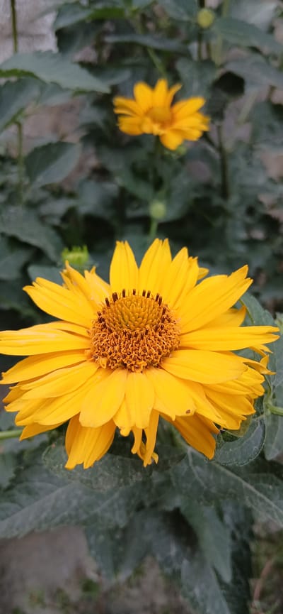 A close-up, vertical, outdoor photograph captures a bright yellow daisy-like flower in sharp focus. The flower's center is a textured disc of darker yellow and brown, surrounded by numerous slender, pointed yellow petals. Some petals are slightly curled or drooped at the tips. In the background, out of focus, is another, smaller yellow flower of the same variety, and dark green foliage. The leaves appear slightly dusty. The overall impression is of a garden setting, with the texture of a wall visible to the upper left, possibly indicating a courtyard or garden wall in Andijan, Uzbekistan. There are no people or animals visible in the frame.