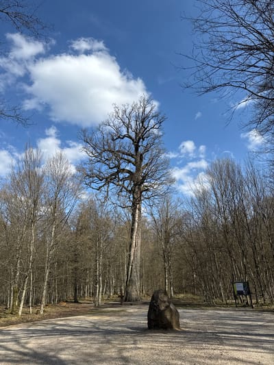The image is a landscape view in what appears to be a park or forest in Шарашэўскі сельскі Савет, Belarus. The perspective is tilted and looks up towards the sky. Dominating the scene are numerous bare trees indicating it is likely winter or early spring. A large, old tree with sprawling branches is centrally positioned. The sky is blue with scattered white clouds. A paved road or path runs to the right side of the image, featuring a large rock or boulder next to it. A small sign can be seen near the treeline. No people are visible. The environment appears peaceful and natural.