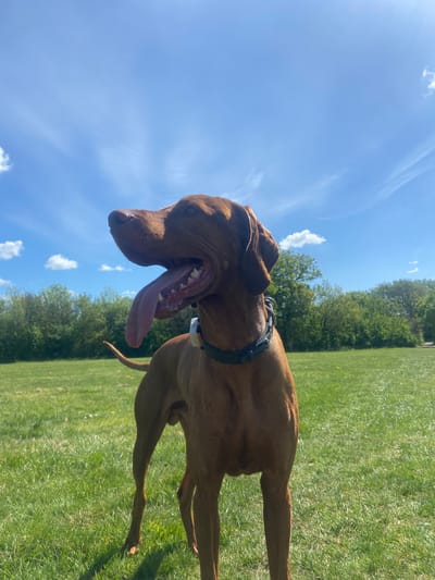 A Vizsla dog with a long pink tongue is panting in a grassy field. The dog is wearing a collar. The sky is blue with scattered white clouds. Trees are visible in the background. The location cannot be determined.