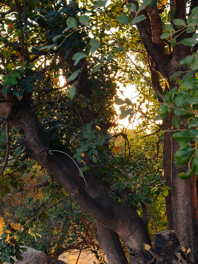 An upward-angled view captures a dense canopy of trees, backlit by a strong, warm light source, likely the setting or rising sun. The light, appearing yellow-orange, filters through the foliage, creating bright highlights and pronounced silhouettes of leaves and branches. Multiple dark, thick tree trunks dominate the foreground and midground; the largest, centrally positioned on the left, curves upwards and to the right, while another prominent trunk is visible on the far right. A thin, white, flexible object, resembling a cable or pipe, is affixed to or draped across the central-left trunk. The trees are densely covered with small, oval-shaped green leaves; many are silhouetted against the bright background, while others catch the light, revealing a lighter green hue. Some foreground leaves are slightly out of focus, creating a shallow depth of field. Beyond the immediate trees, further layers of sunlit foliage appear in lighter greens and yellows. A large, light-colored rock or boulder is partially visible at the bottom-left corner of the frame. No individuals or animals are present. No other man-made structures are discernable besides the possible cable. The scene is situated in Sha'alvim, Israel.