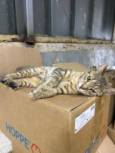 A tabby cat is lounging on a stack of cardboard boxes in what appears to be an indoor industrial setting. The cat is positioned on its side, leaning against a large brown box, with its front paws crossed. Its striped fur is a mix of brown, black, and tan, and its green eyes are open and looking towards the camera.
The boxes are stacked in a way that suggests a storage area or warehouse. One of the boxes prominently features a logo with the word "HOPPE" in blue lettering and a red symbol. Another box has a white shipping label with text and a barcode.
To the left of the boxes, there is a dark, slatted structure that could be a window or a ventilation grate. The background is out of focus but seems to be a concrete floor. The lighting is natural and appears to be from an overhead source, indicating it's likely daytime. There are no people visible in the frame, and the cat appears relaxed and comfortable in its surroundings. The overall impression is one of a quiet, perhaps slightly neglected, industrial space where a cat has made itself at home.