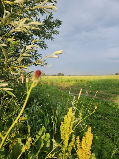 This media file depicts an outdoor scene with a focus on vegetation and a broad, open landscape under a pale blue sky. The image appears to be taken at ground level, emphasizing the natural elements.

In the foreground, to the left, is a cluster of plants with long, slender, silvery-green leaves. To the right, and slightly further back, are flowering plants with clusters of small, yellowish-green blossoms. There are also some taller, thin stalks of grass and other wild plants, some with small red buds. The overall impression of the foreground is one of lush, wild growth.

The middle ground and background reveal a vast, open field of green grass, stretching out towards the horizon. A dirt path or track cuts diagonally through the field, suggesting a rural or natural setting. The horizon line is clearly defined, separating the green field from the soft, hazy sky. The sky itself is mostly clear with some faint, wispy clouds.

There are no people or man-made objects clearly visible, apart from the dirt path. The lighting suggests it is either early morning or late afternoon, with the sun casting a gentle glow on the vegetation. The weather appears to be calm and clear. The overall mood of the image is peaceful and serene, highlighting the beauty of the natural landscape. There is no visible text in the image. The location context provided indicates the scene is in Atameken, Kazakhstan.