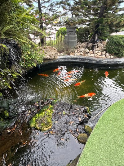 This media file captures a serene outdoor scene at Ban Na Chom Thian, Thailand, featuring a koi pond. The pond is populated by several vibrant orange and white koi fish swimming in murky, greenish water. The edge of the pond is lined with rough, natural stones and lush green foliage, including ferns and other leafy plants, suggesting a naturalistic garden setting.
Adjacent to the pond, a section of artificial turf is visible, providing a contrast between natural and man-made elements. The water appears to be flowing, with a small waterfall cascading down moss-covered rocks into the pond, creating a gentle ripple effect on the water's surface.
In the background, a tall tree with feathery leaves dominates the left side of the frame, its branches extending over the pond. Beyond the tree, glimpses of a fence and some distant structures, possibly part of a building or walkway, can be seen. The lighting suggests it is daytime, likely overcast or with diffused sunlight, given the absence of harsh shadows. The overall mood is peaceful and tranquil, highlighting the natural beauty of the garden and its aquatic inhabitants. There is no visible text in the image.
