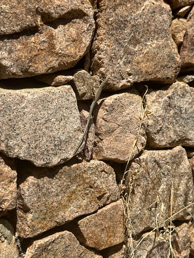 A lizard with a patterned grey and brown body is camouflaged against a stone wall. The wall is constructed from irregular, rough-textured stones in various shades of brown, tan, and grey, with some stones showing darker flecks. The lizard is positioned vertically, its tail extending downwards. Dry, thin stalks of grass or weeds are growing through the gaps between the stones. The lighting suggests it is daytime, with strong sunlight creating distinct shadows on the textured surface of the rocks. The overall scene is natural and outdoors, with no people or man-made structures other than the wall itself. The location is identified as Biddeputzi/Villaputzu, Italy.