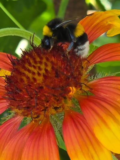 This is a close-up, macro photograph of a bumblebee on a brightly colored flower, likely a Gaillardia. The bumblebee is predominantly black and yellow, with distinctive fluffy white markings on its rear. It is actively engaged in foraging, with its head buried in the center of the flower. The flower itself exhibits a gradient of colors, transitioning from vibrant yellow at the tips of its petals to deep orange and red closer to the center. The flower's central disc is a complex textured area of deep reds and oranges, dotted with yellow anthers.
The background is a soft, blurred green, indicating lush foliage, which suggests an outdoor setting. The lighting appears to be natural daylight, highlighting the intricate details of the bee and the flower's textures. The depth of field is shallow, drawing the viewer's attention directly to the interaction between the bee and the flower. There is no visible text in the image. The image evokes a sense of natural beauty and the quiet industry of pollinators. Given the location context of Jezqazğan, Kazakhstan, this scene likely occurs during the warmer months when such flowers are in bloom and insects are active.