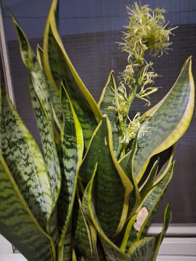 This media file showcases a close-up view of a snake plant (Sansevieria trifasciata) with its characteristic long, sword-shaped leaves edged in yellow. The plant is in bloom, displaying a delicate spray of pale green, star-shaped flowers with prominent stamens. The flowers are clustered on a stem that emerges from the center of the plant. The background is a dimly lit indoor setting, likely near a window, with a textured screen visible behind the plant. The lighting suggests it might be evening or a dimly lit day. There is a small, light-colored, irregular object on one of the leaves, possibly a piece of debris or a fragment of something. The leaves exhibit the typical mottled green and grey pattern of the species, with the bright yellow margins providing a strong contrast. The overall impression is one of quiet domesticity, focusing on the botanical details of the flowering plant. There is no visible text in the media file. The location context of Guldala, Kazakhstan is noted but not visually discernible within the image itself.