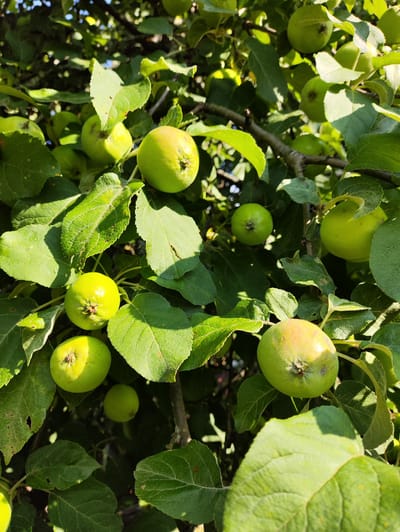 The image shows a close-up view of an apple tree laden with unripe, green apples. The apples are of various sizes and appear to be growing in clusters among lush green leaves. Sunlight filters through the foliage, casting dappled shadows on the fruits and leaves, suggesting it is daytime. The setting appears to be outdoors, possibly an orchard or a garden, given the natural environment. The image does not contain any people, text, or specific location cues beyond the general context of an apple tree. The overall impression is one of natural abundance and the early stages of fruit development.