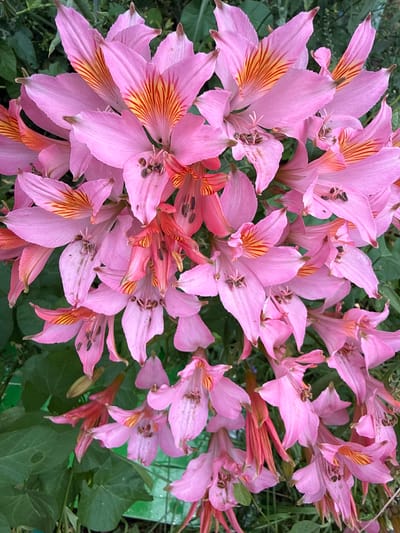 A close-up, high-angle, eye-level, daylight, outdoor, full-frame, overhead shot captures a dense cluster of bright pink Alstroemeria flowers, commonly known as Peruvian lilies, in bloom. The flowers exhibit delicate, trumpet-shaped petals with prominent dark red-orange stripes radiating from their centers. Some of the flowers are fully open, revealing their stamens and pistils, while others are partially closed. The background consists of blurred green foliage, suggesting a garden setting. The image does not depict any specific landmarks or identifiable locations within Basingstoke and Deane, United Kingdom, nor does it show any people, animals, or specific objects that would narrow down its precise placement within the borough. The focus is solely on the botanical subject matter.
