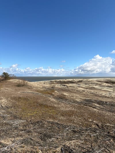 A landscape photograph shows a sandy dune landscape against a blue sky with scattered clouds, possibly in Morskoe, Russia. The left side features a clear blue sky with puffy white clouds along the horizon. The right side presents a landscape of sandy soil covered with dry vegetation, dead branches, and sparse green patches. The vegetation thins out towards the left, transitioning into a smoother sandy terrain. In the distance, a narrow body of water is visible between the sky and the dune landscape.