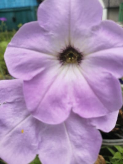 The image shows a close-up of two purple petunia flowers. The larger flower in the foreground is in focus, displaying its delicate petals and dark center. A smaller petunia is partially visible below it. The background is blurred, showing hints of greenery and a fence. There is no discernible urban environment or any specific location within Доўгаўскі сельскі Савет, Belarus. The image is solely focused on the floral subjects.