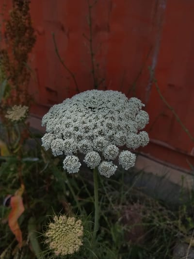 The image shows a close-up view of a cluster of small white flowers, likely Queen Anne's Lace, with a reddish-orange textured background, possibly a wall or fence. Green foliage and some dry, brown plant matter are visible in the foreground and to the left of the flowers. The lighting suggests it is either early morning or late evening. No people or specific urban features of Bosteri, Kyrgyzstan are identifiable in this particular frame.