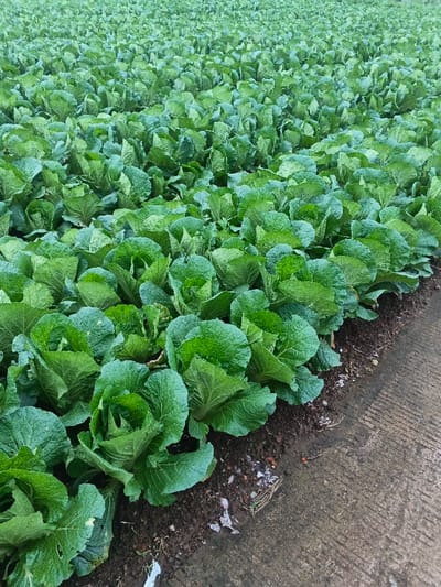 A vast field of cabbages extends to the horizon, their lush green leaves densely packed together. The plants are neatly arranged in rows, with some edges bordering a worn concrete path or road. The fertile ground between the cabbages is visible.