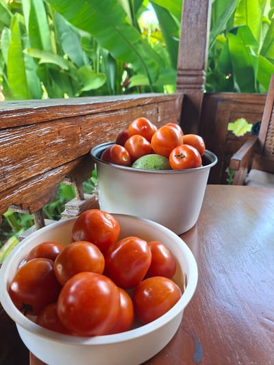 The image shows two white bowls filled with ripe red tomatoes, sitting on a glossy wooden surface that appears to be part of a balcony or veranda, likely in Lodtunduh, Indonesia. The left bowl also contains a green avocado. The wooden structure has intricate carvings. Lush green tropical foliage is visible in the background, adding to the outdoor setting. The light suggests a sunny day.