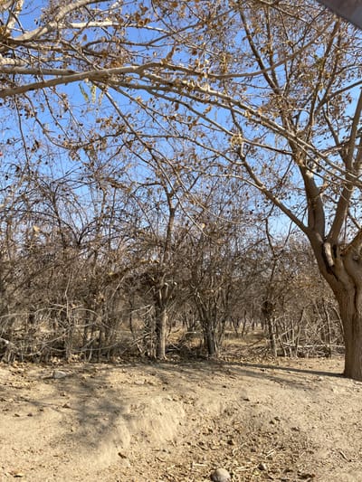 A low-angle view along a dirt path lined with closely planted deciduous trees. Bare branches reach skyward, some with sparse brown leaves. The ground is covered with loose dirt, dry leaves, and small stones. Blue sky fills the spaces between the branches. Harsh sunlight casts long shadows across the ground. The perspective gives the impression of walking through a dense, leafless orchard.
