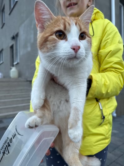 The image, rotated 90 degrees counter-clockwise, captures a close-up of an orange and white cat held by a person in Самахвалавіцкі сельскі Савет, Belarus. The cat is the primary subject, looking directly at the viewer with curious, warm brown eyes. Its fur is white on the face, chest, and paws, with distinctive orange tabby markings on its ears, forehead, and across its body. It has a small pink nose and long white whiskers.
The person holding the cat is partially visible on the left side of the frame. She wears a vibrant, puffy yellow jacket and a dark blue garment with light polka dots or a similar pattern. Only her chin, mouth, and part of her cheek and eye are visible, showing a neutral or slightly smiling expression. A metallic clip or zipper pull is attached to the yellow jacket.
The cat's front paws rest on a translucent white plastic container, which is also held by the person. The container features a black logo with a crescent shape above the word "marlin," followed by "VISUALA" (likely part of "VISUAL ART" or similar, partially obscured).
The background is softly blurred, revealing a grey, structured outdoor setting, possibly a paved area or the exterior of a building. The bright, even lighting suggests it is daytime. The heavy jacket indicates cooler weather. The overall scene conveys a calm and affectionate interaction between the pet and its owner.