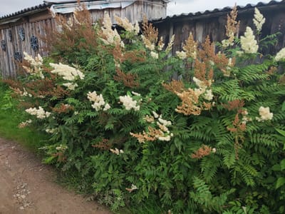 A dirt road runs along the left side of the image. Beside the road is a dense cluster of green leafy plants with clusters of white and brown fluffy seed heads. Behind the plants is a wooden fence, constructed from vertical planks of weathered gray wood. Above the fence, a section of a corrugated metal roof is visible, with a white-painted wooden structure attached to it. The overall scene depicts an outdoor, possibly rural, setting.
