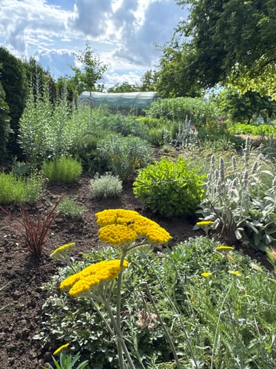 The image depicts a lush garden scene under a partly cloudy sky. In the foreground, bright yellow yarrow flowers are prominent, with one cluster showing a dark-colored insect, possibly a bee, perched on it. Adjacent to the yarrow, a plant with thin, reddish-brown stems stands out. The garden features a variety of other plants with green and silvery-green foliage, arranged in beds with dark brown soil. In the background, a large greenhouse structure covered in green netting is visible amidst dense trees. The overall environment suggests a well-maintained botanical or agricultural setting. There is no visible indication of the specific location within the city of Kabile, Bulgaria, beyond it being a garden.