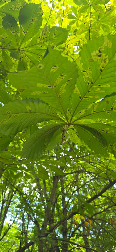 An upward view of a tree canopy with large, green leaves dominating the foreground, some showing signs of damage such as brown spots and holes. Sunlight filters through the leaves, creating bright spots and dappled light. The background shows more tree branches and leaves, with a blurred effect. The image is taken from a low angle, looking up into the trees. There are no people or animals visible in the image. The location is identified as Bryansk, Russia.