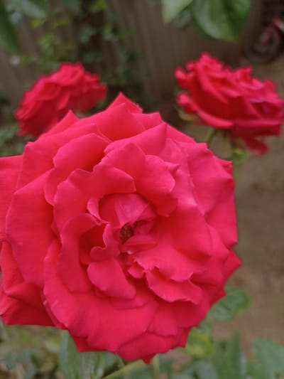 A close-up shot captures a vibrant, deep pink rose in full bloom, its velvety petals unfurling in intricate layers. The rose is the primary subject, sharply focused, with its texture and delicate curves prominently displayed. In the background, two other pink roses are visible, slightly out of focus, adding depth to the composition. Their colors are similar, suggesting they belong to the same bush or cluster. The surrounding environment appears to be a garden or outdoor setting, with hints of green foliage and a blurred background that could be earth or a fence. There are no people or animals in the frame. The lighting appears natural, highlighting the richness of the rose's color. The image does not provide any specific indicators of its location within the city of Dagestanskiye Ogni, Russia.