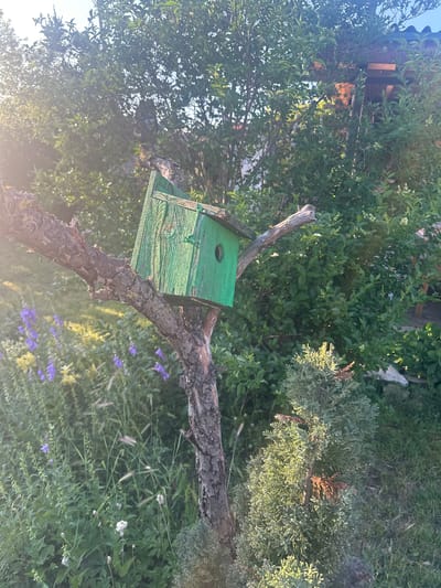 This image captures an outdoor scene in Bryastovets, Bulgaria, under bright, natural light with noticeable lens flare originating from the upper left. The central subject is a weathered, rectangular wooden birdhouse, painted in a vibrant green, which is mounted on a gnarled, dark brown tree branch. The birdhouse features a circular entrance hole on its front panel.

The tree branch supporting the birdhouse extends diagonally from the lower center towards the right, characterized by rough, textured bark. Another similar branch extends horizontally to the left from the main trunk.

The environment is rich with diverse vegetation. In the midground to the left, clusters of purple, bell-shaped flowers are visible amongst tall green grasses and various herbaceous plants. Towards the lower right, a conical evergreen shrub with dense, scale-like foliage and some reddish-brown tips is present. The background consists of dense deciduous trees and shrubs with varying shades of green foliage. In the upper right background, partially obscured by leaves, a structure featuring a dark, possibly corrugated roof and visible wooden support beams can be discerned. The ground cover includes green grass and scattered smaller plants, some bearing white blossoms.

No people or animals are present in the scene. The overall impression is one of a verdant garden or yard space.