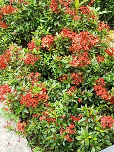 A vibrant Ixora bush bursts with small, star-shaped red flowers clustered in rounded inflorescences. The plant is dense with bright green, ovate leaves, creating a lush backdrop for the colorful blooms. The foliage appears healthy and well-maintained. A small patch of concrete is visible at the bottom left of the image, suggesting the plant is situated in a garden or landscape setting.
